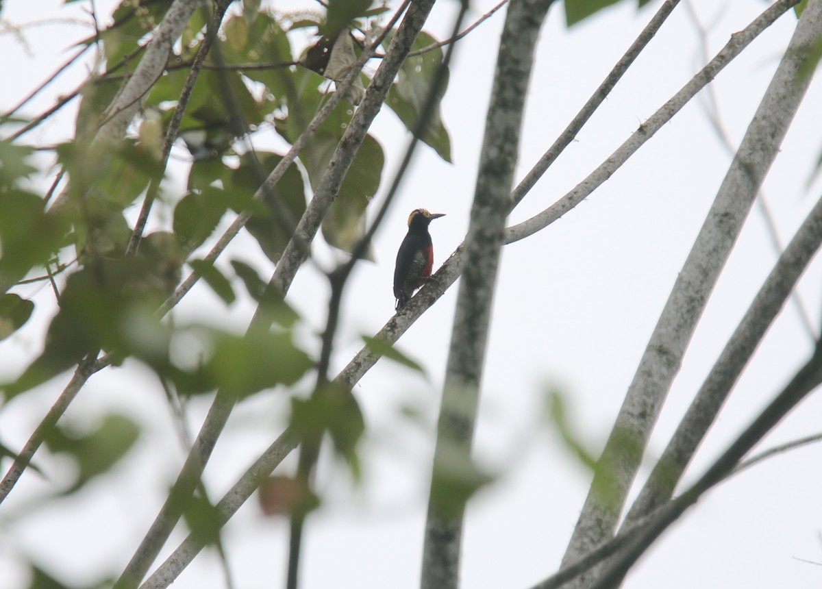 Yellow-tufted Woodpecker - Desmond Allen