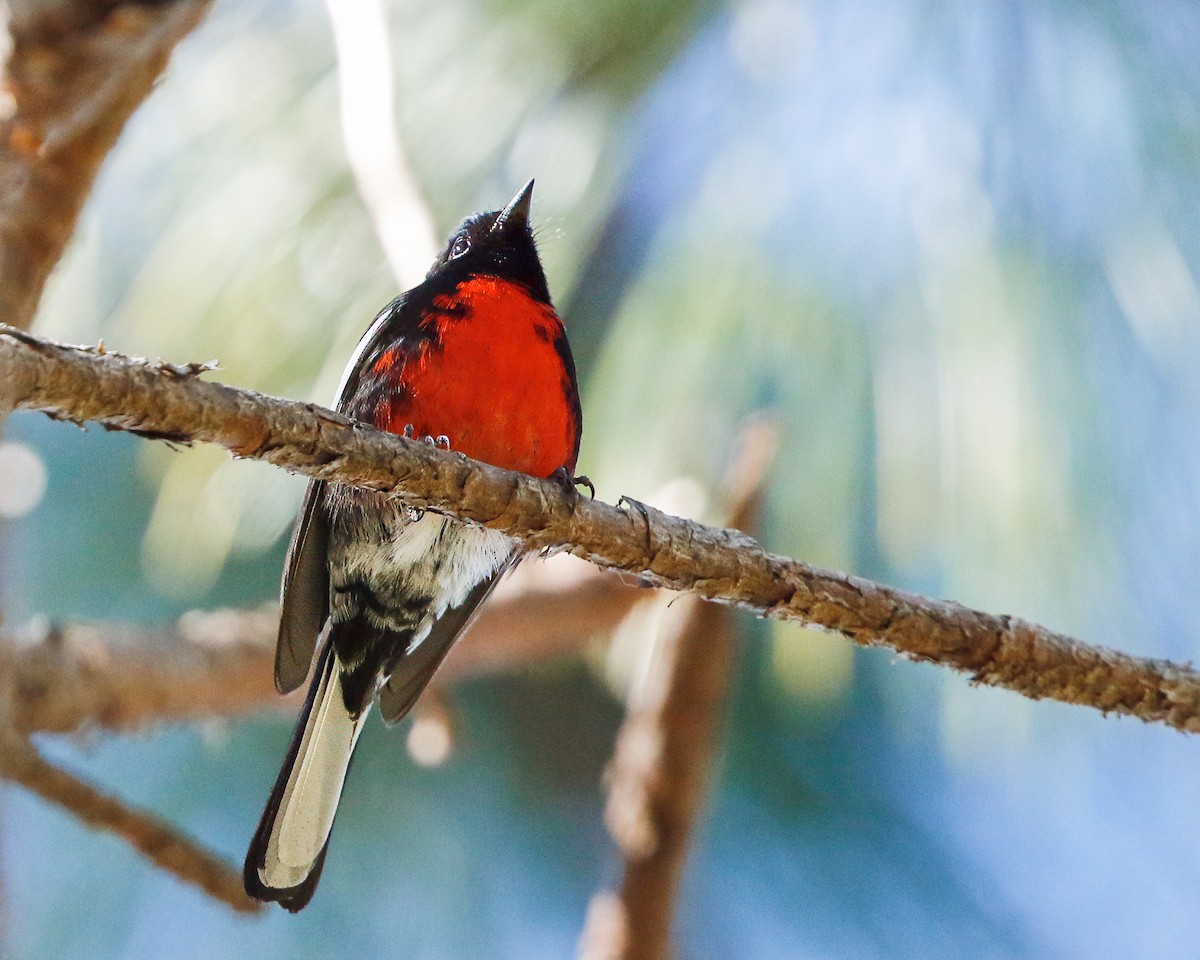 Painted Redstart - ML618259451