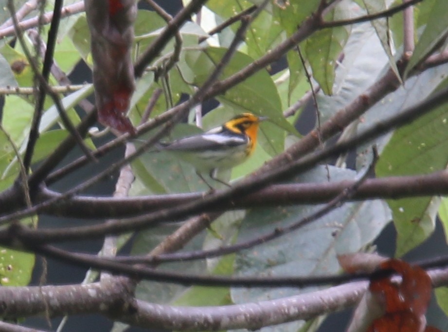 Blackburnian Warbler - Desmond Allen