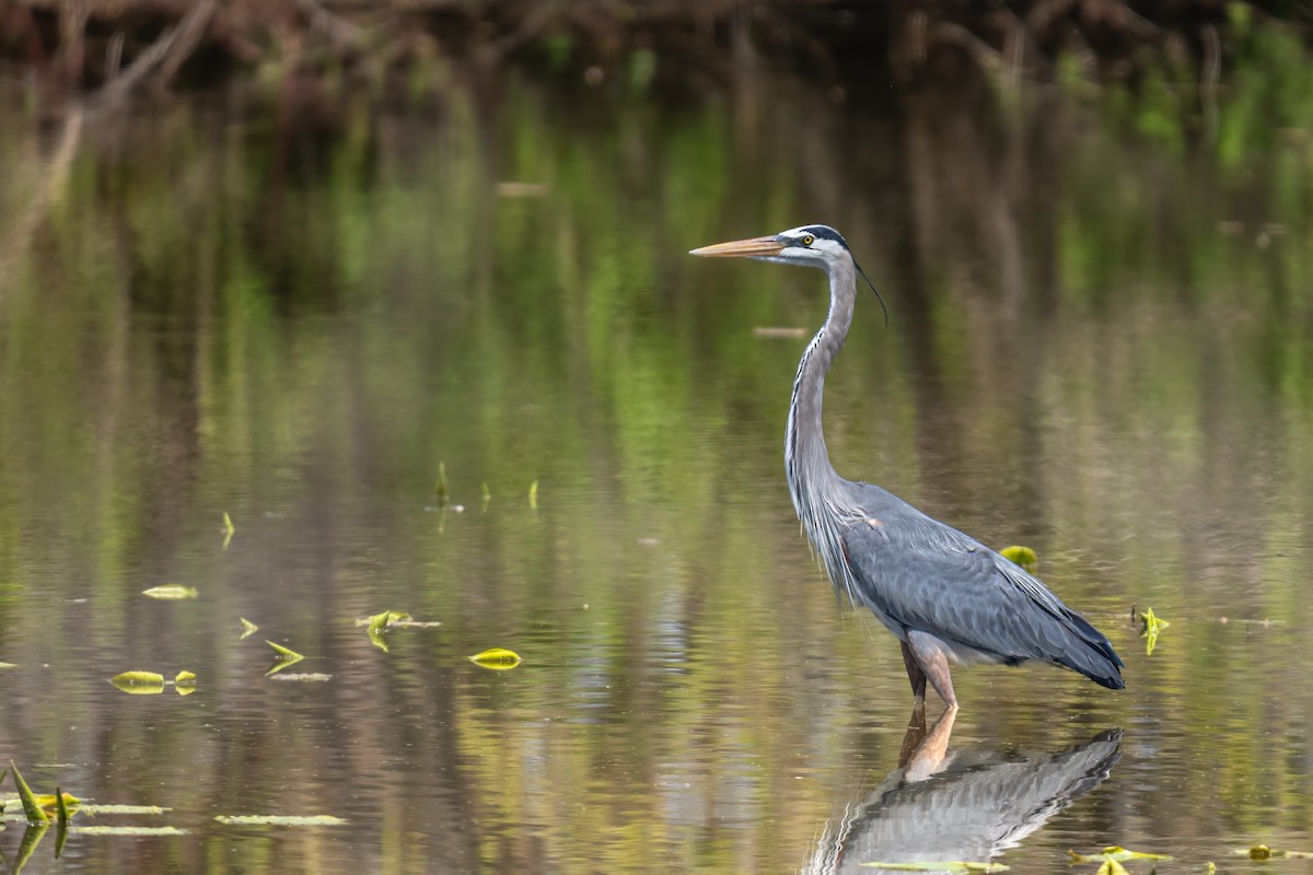 Great Blue Heron - Matt Saunders