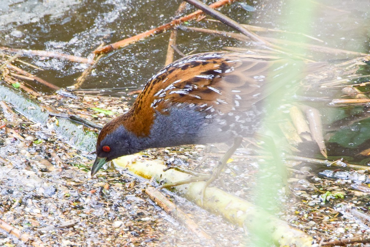 Baillon's Crake - Freddy Rivas