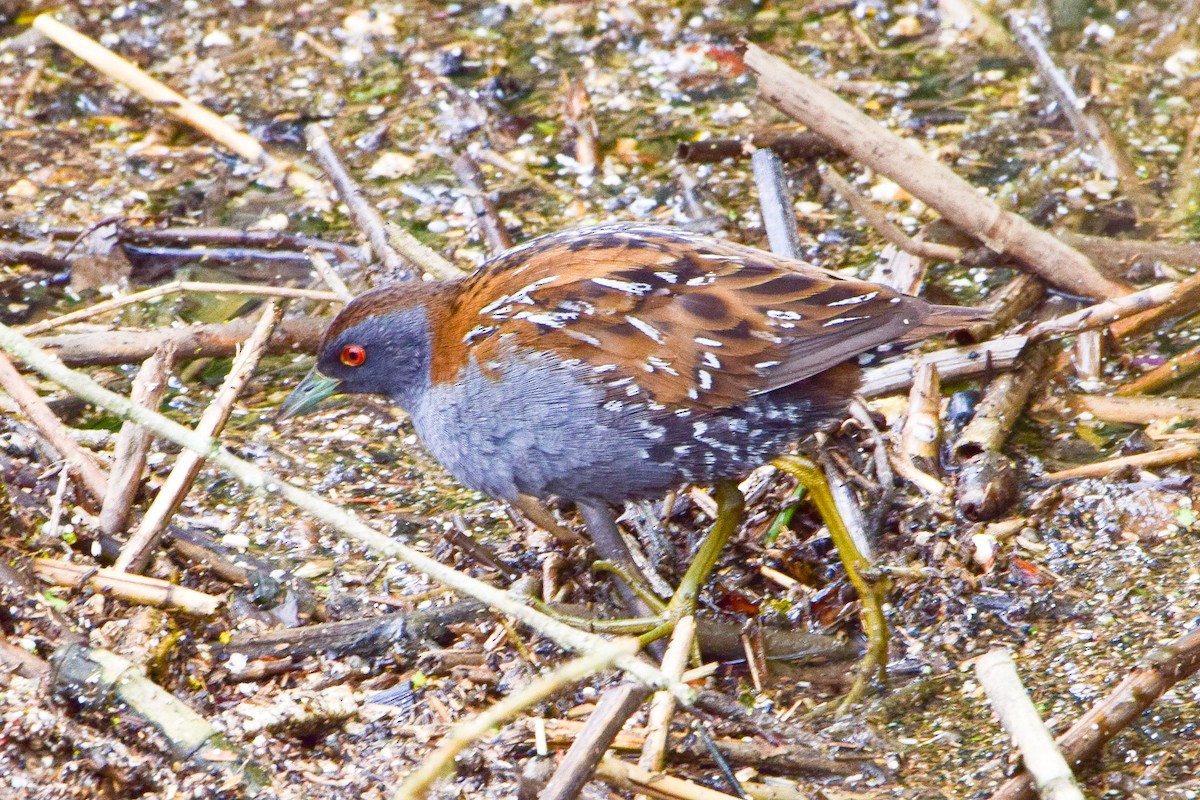 Оодон түнжүүр - ML618259467