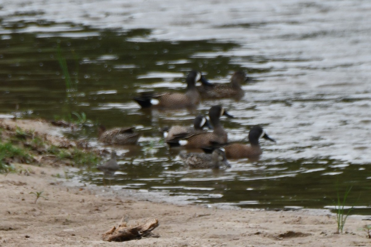 Blue-winged Teal - ML618259473