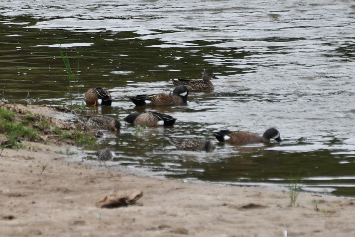 Blue-winged Teal - ML618259477