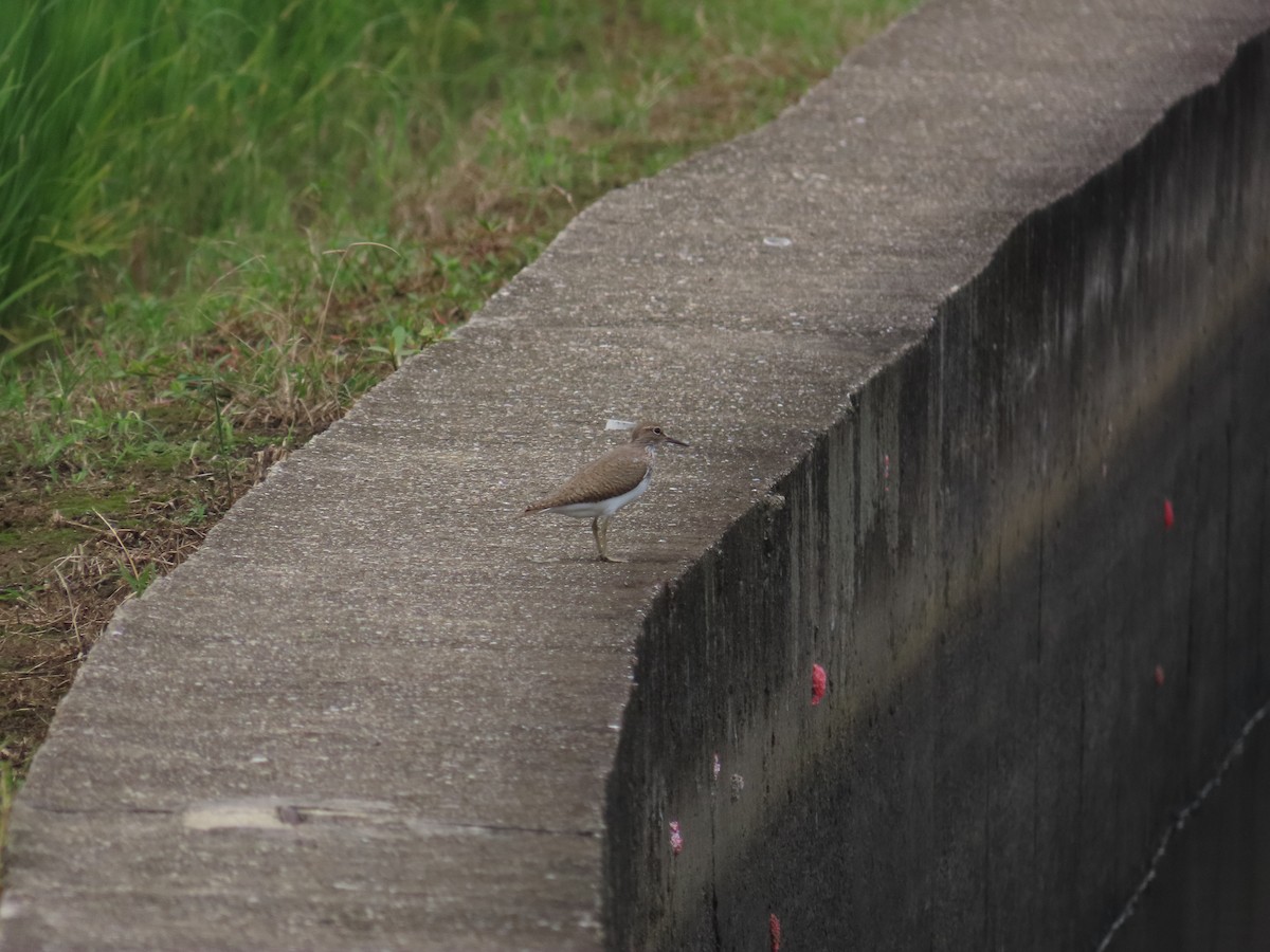 Common Sandpiper - 韋勳 陳