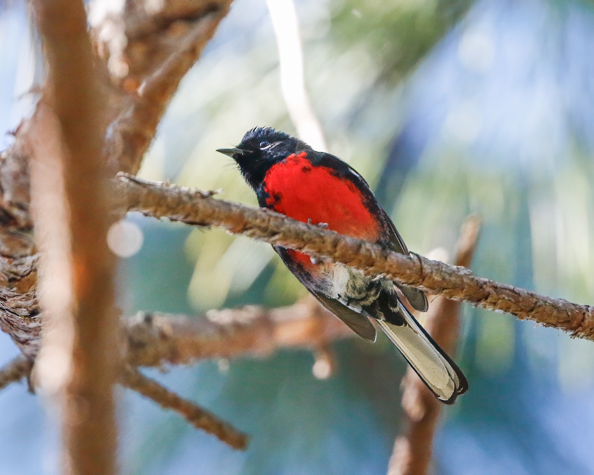 Painted Redstart - Per Smith