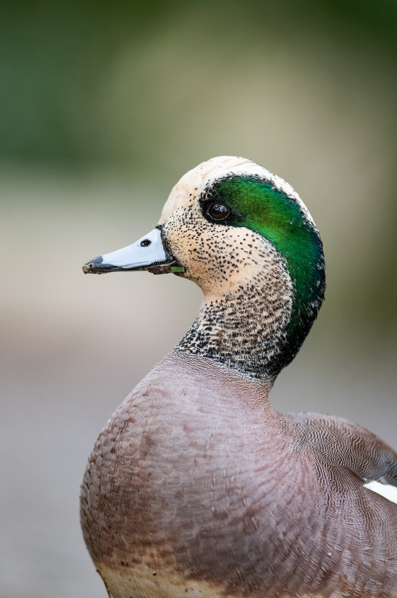 American Wigeon - Cameron Hunter