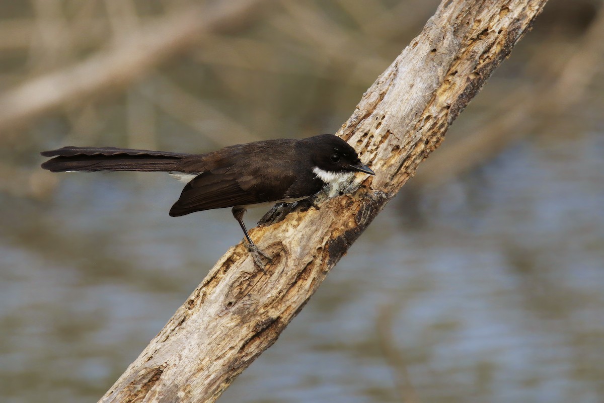 Malaysian Pied-Fantail - Jens Toettrup