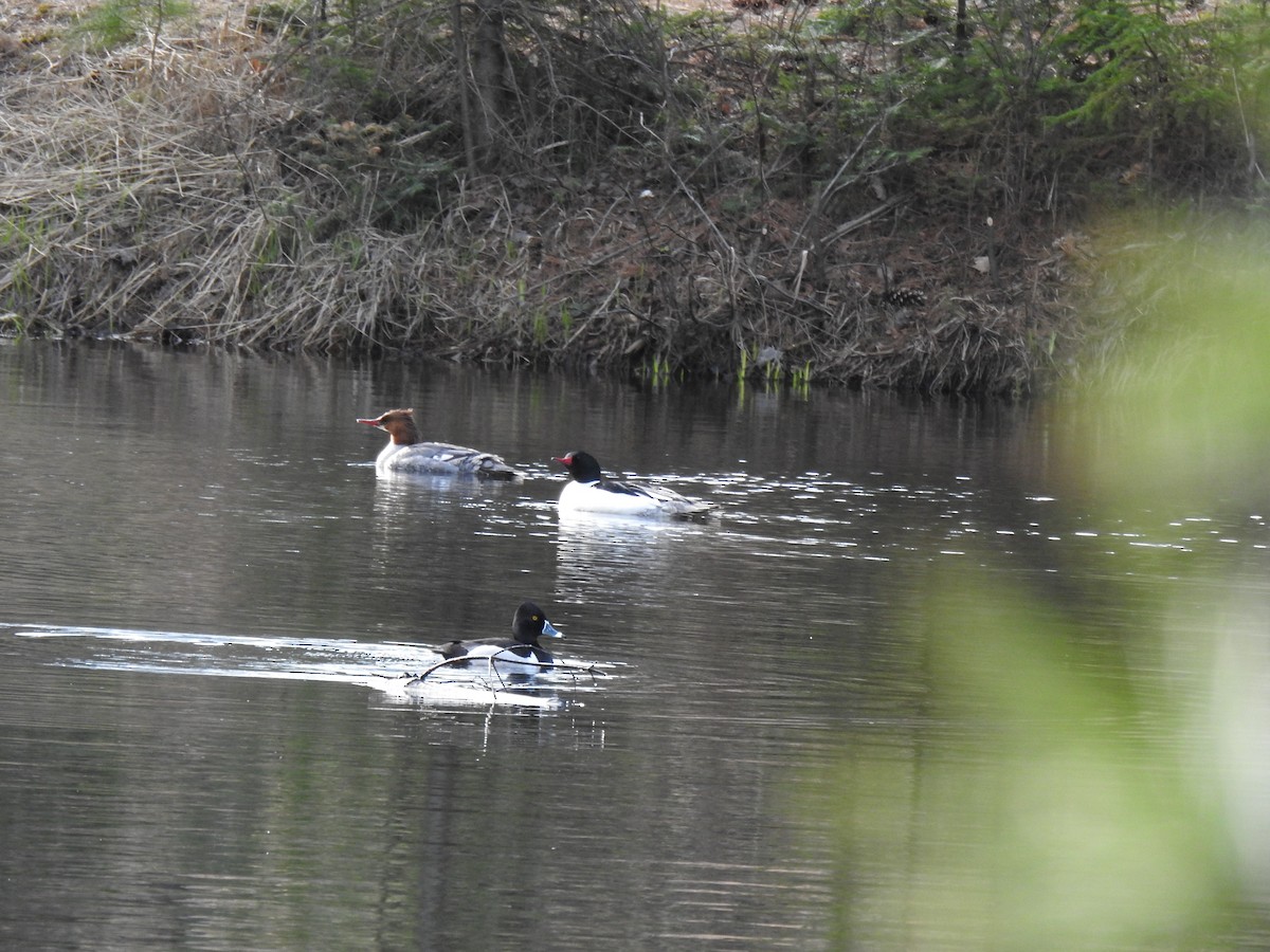 Ring-necked Duck - Johanne Poirier