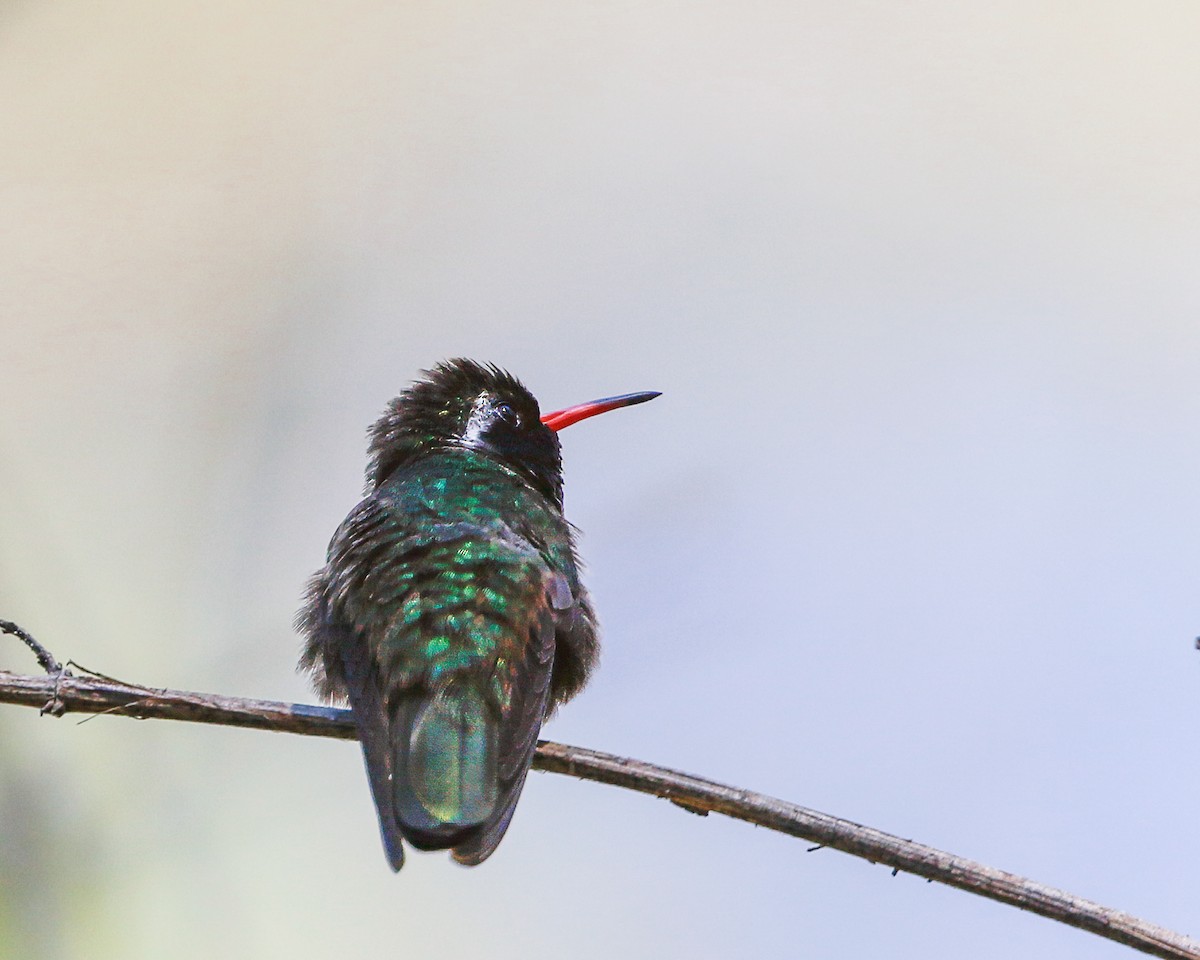 White-eared Hummingbird - ML618259534