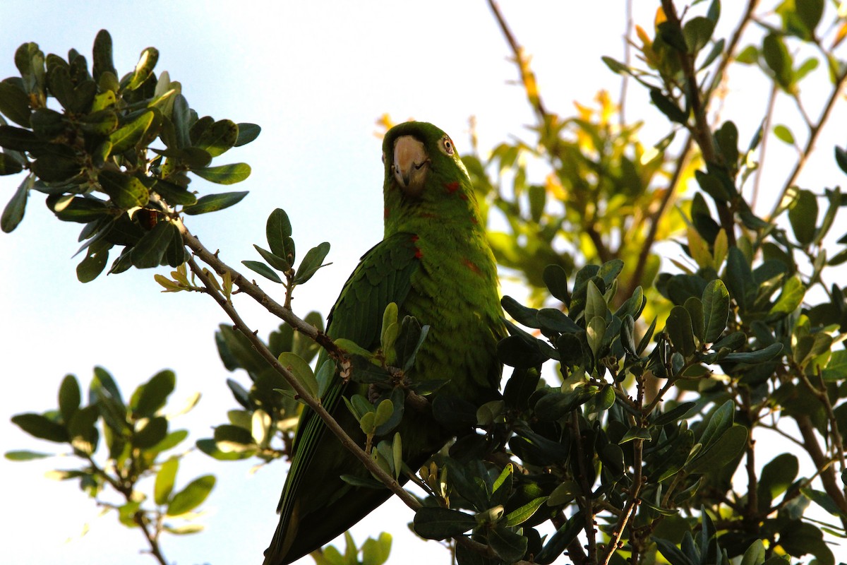 White-eyed Parakeet - Fritz (Boch) Hoeflein