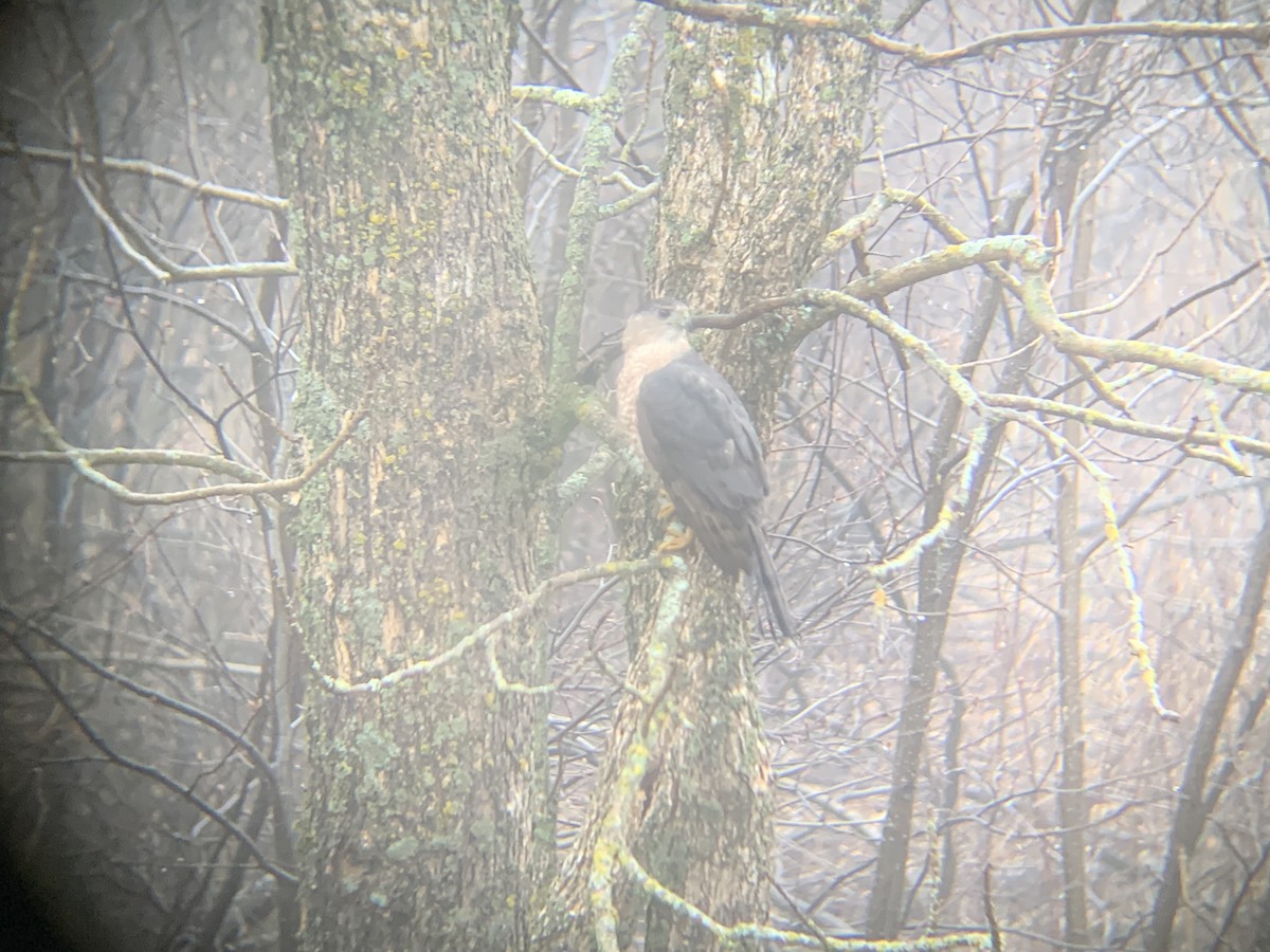 Cooper's Hawk - August Palmer