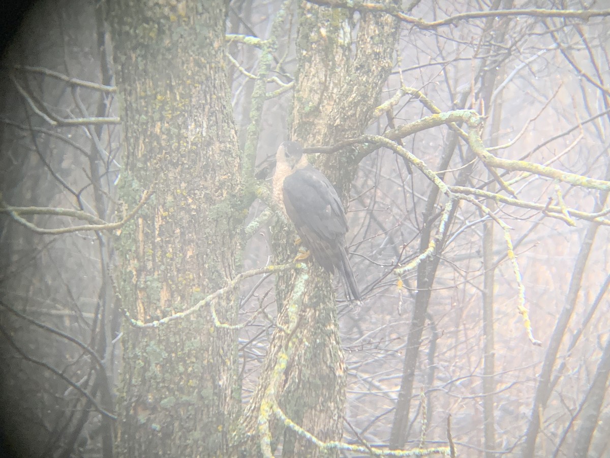 Cooper's Hawk - August Palmer