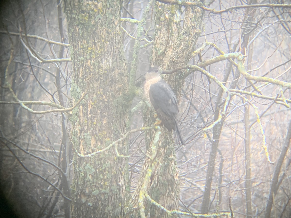 Cooper's Hawk - August Palmer