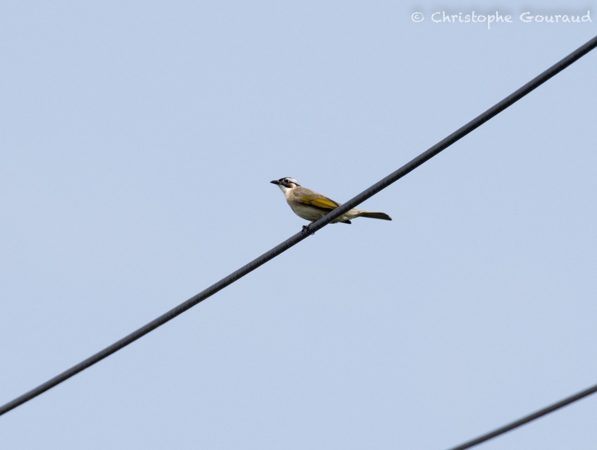 Light-vented Bulbul (formosae/orii) - Christophe Gouraud