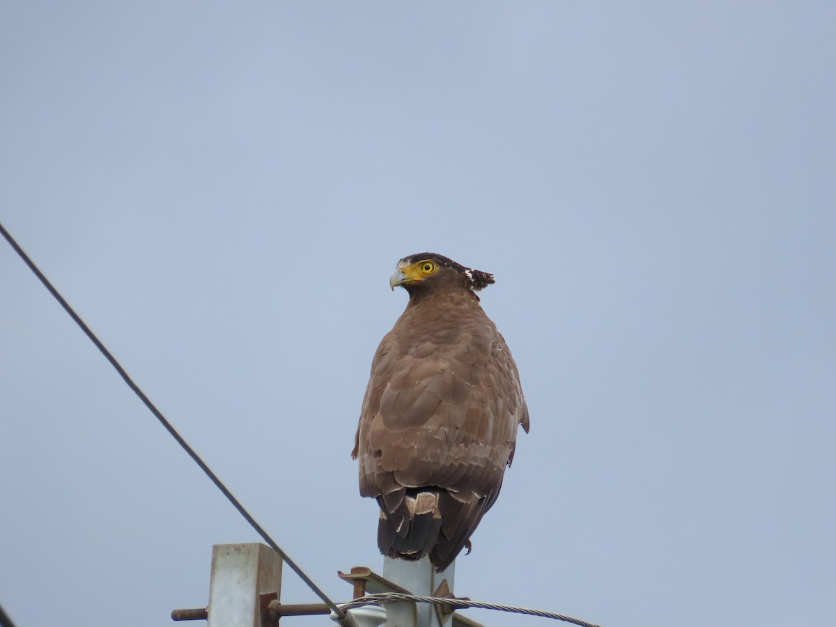 Crested Serpent-Eagle - ML618259584