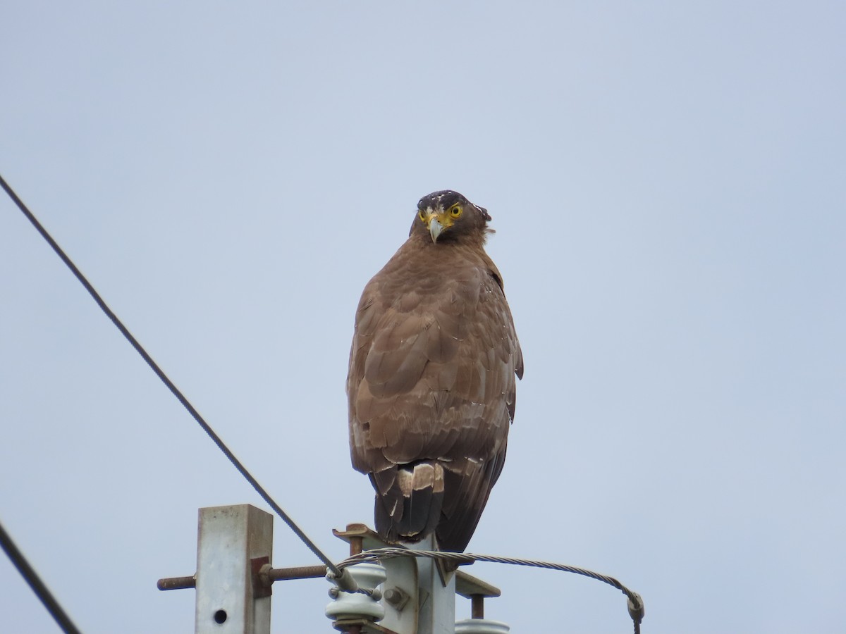 Crested Serpent-Eagle - ML618259586