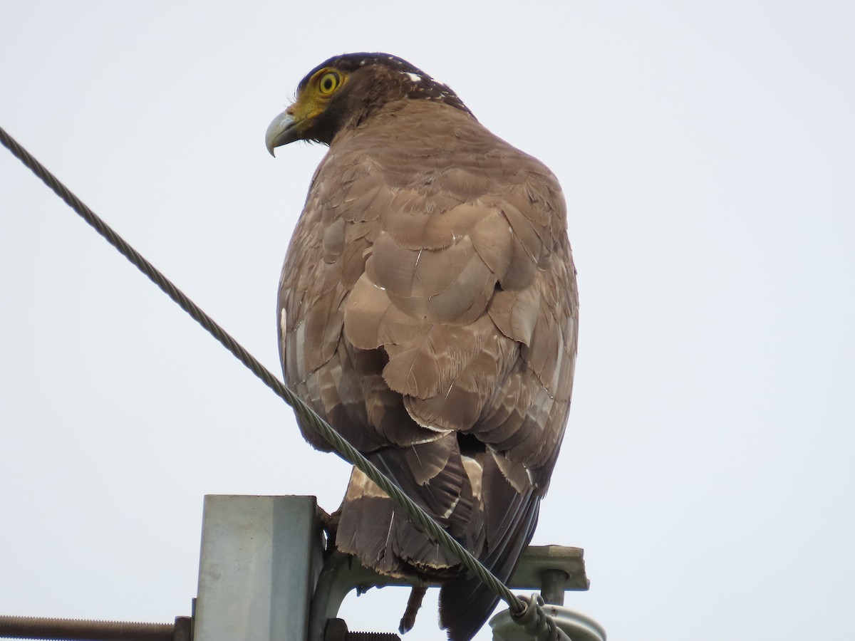 Crested Serpent-Eagle - ML618259587
