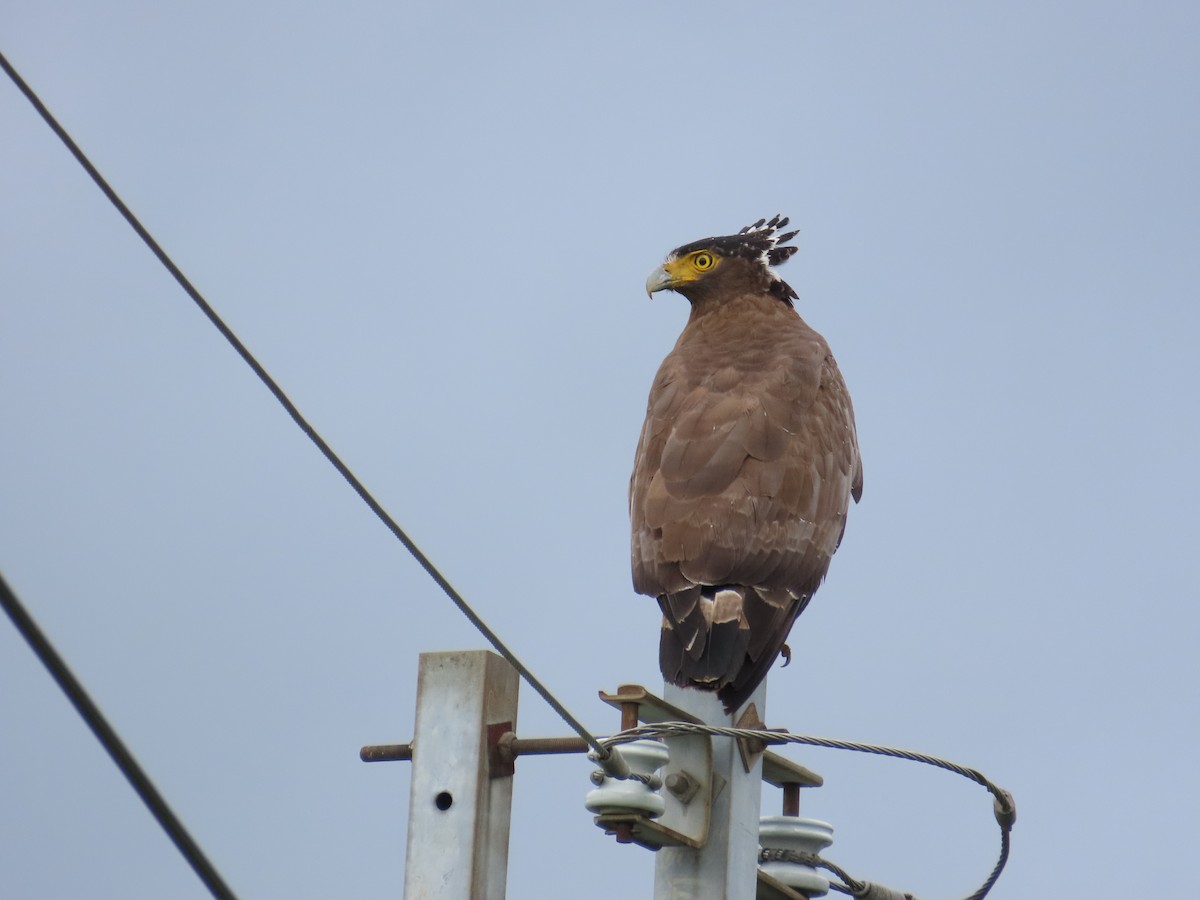 Crested Serpent-Eagle - ML618259588