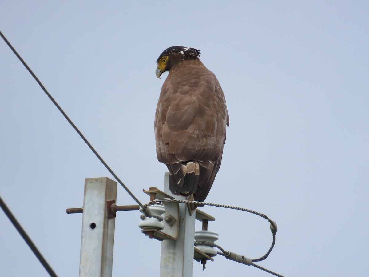Crested Serpent-Eagle - ML618259589