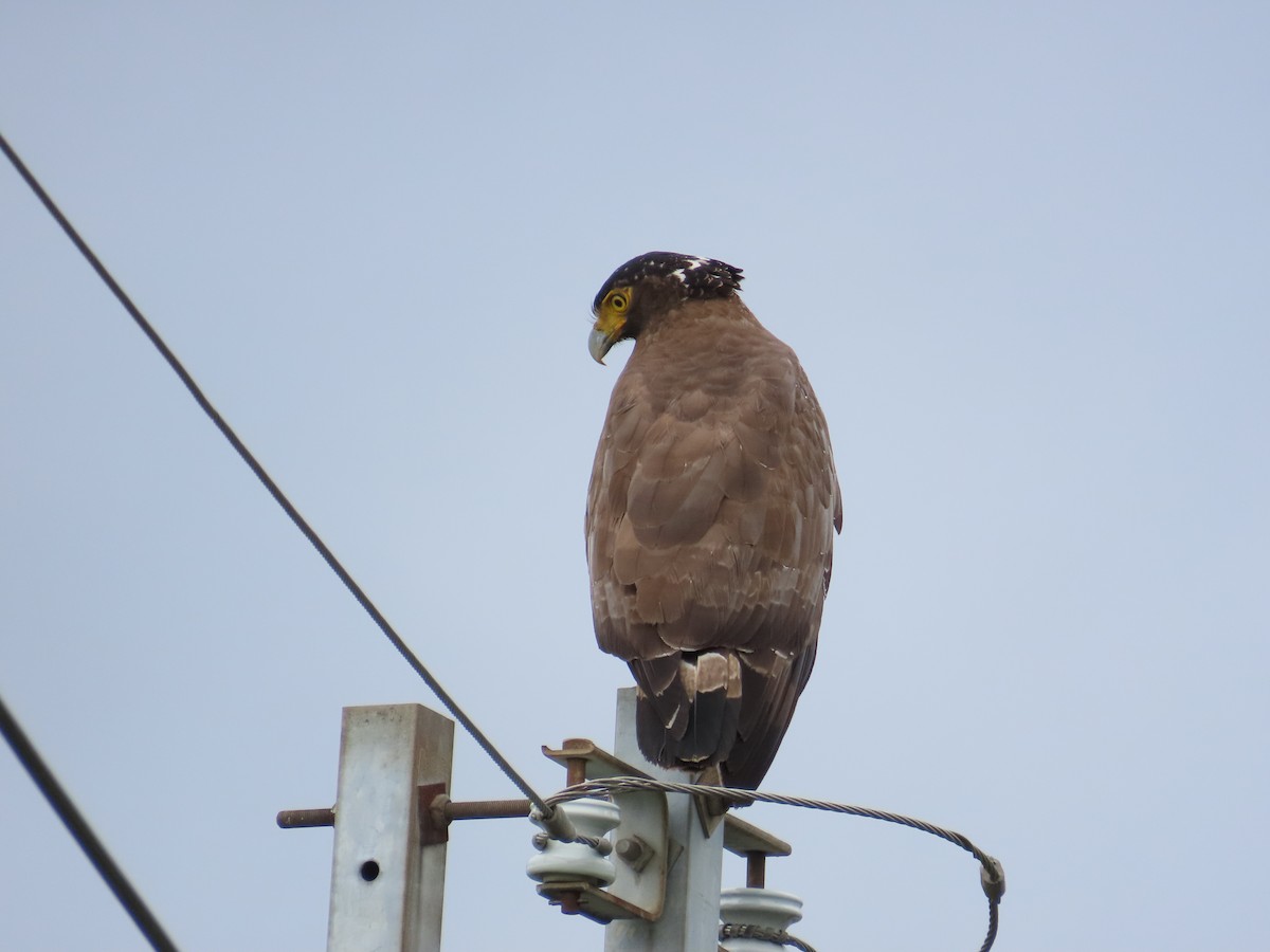 Crested Serpent-Eagle - ML618259590