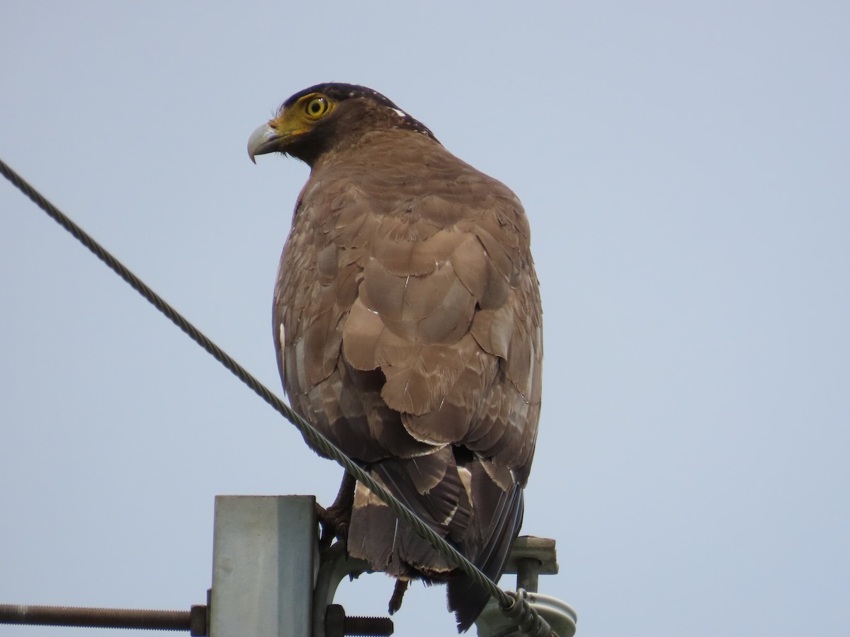 Crested Serpent-Eagle - ML618259591