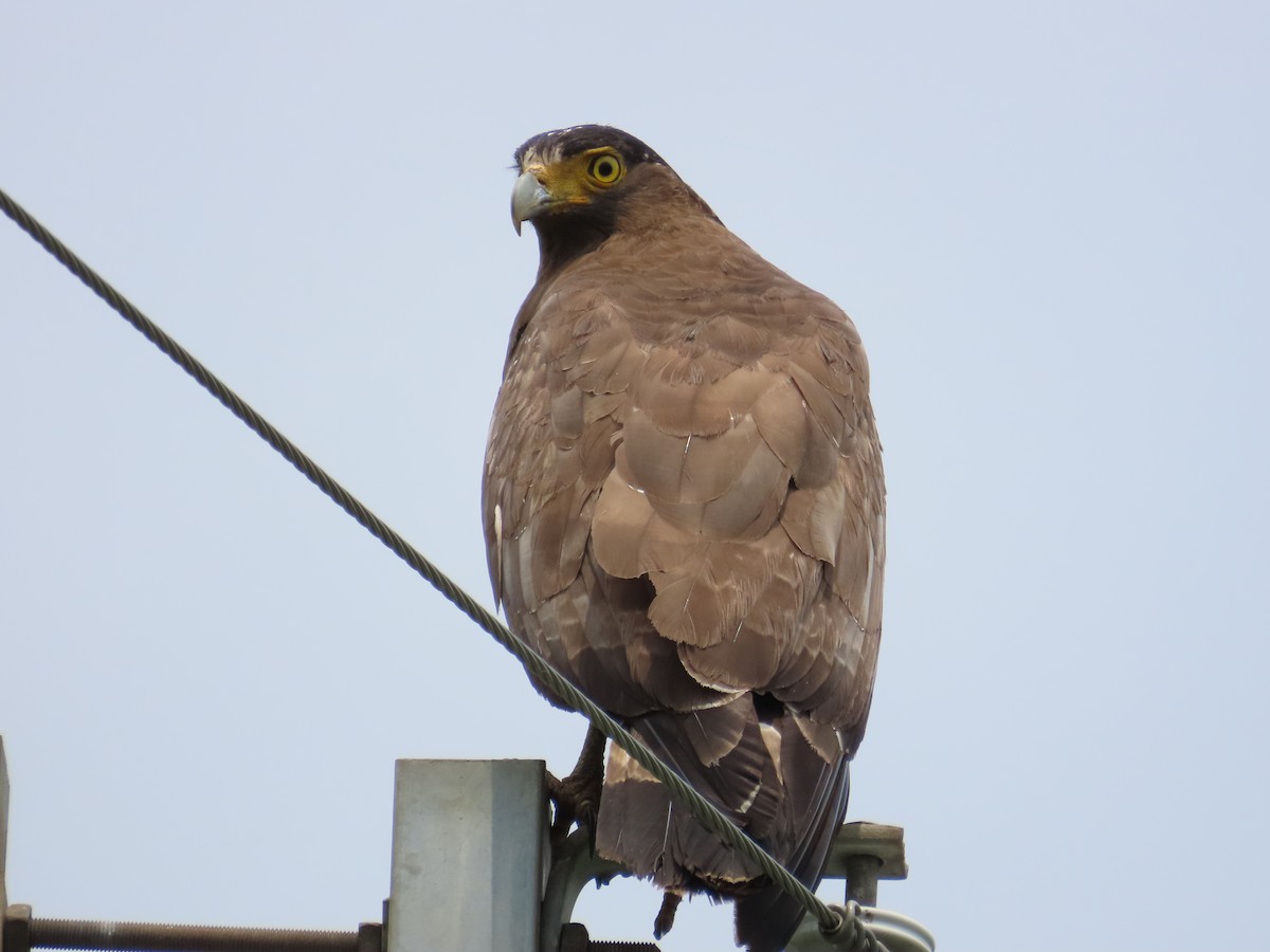 Crested Serpent-Eagle - ML618259592