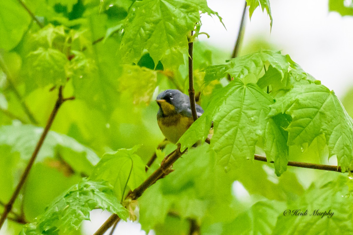 Northern Parula - Heidi Murphy