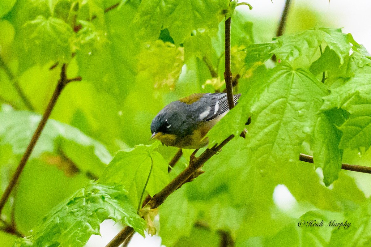 Northern Parula - Heidi Murphy