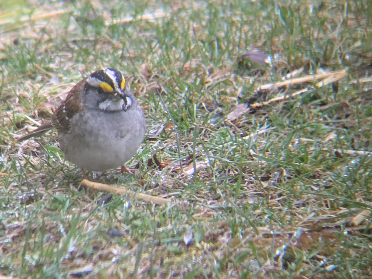 White-throated Sparrow - August Palmer