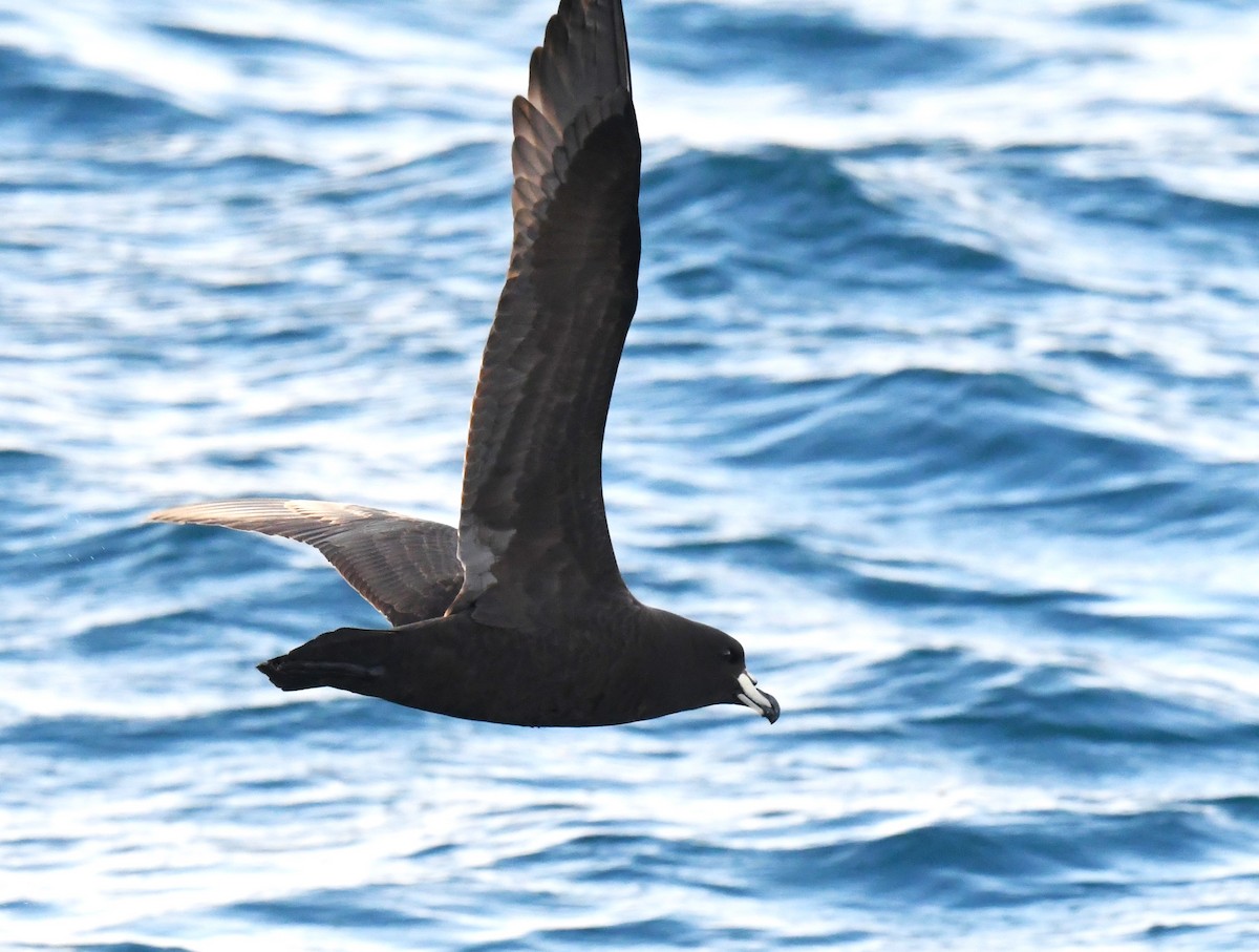 Westland Petrel - Robert Anderson