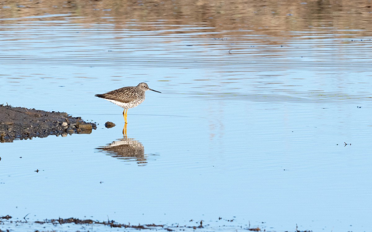 Greater Yellowlegs - Vincent Giroux