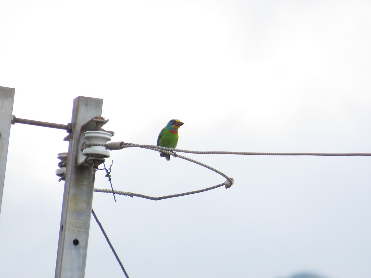 Taiwan Barbet - 韋勳 陳