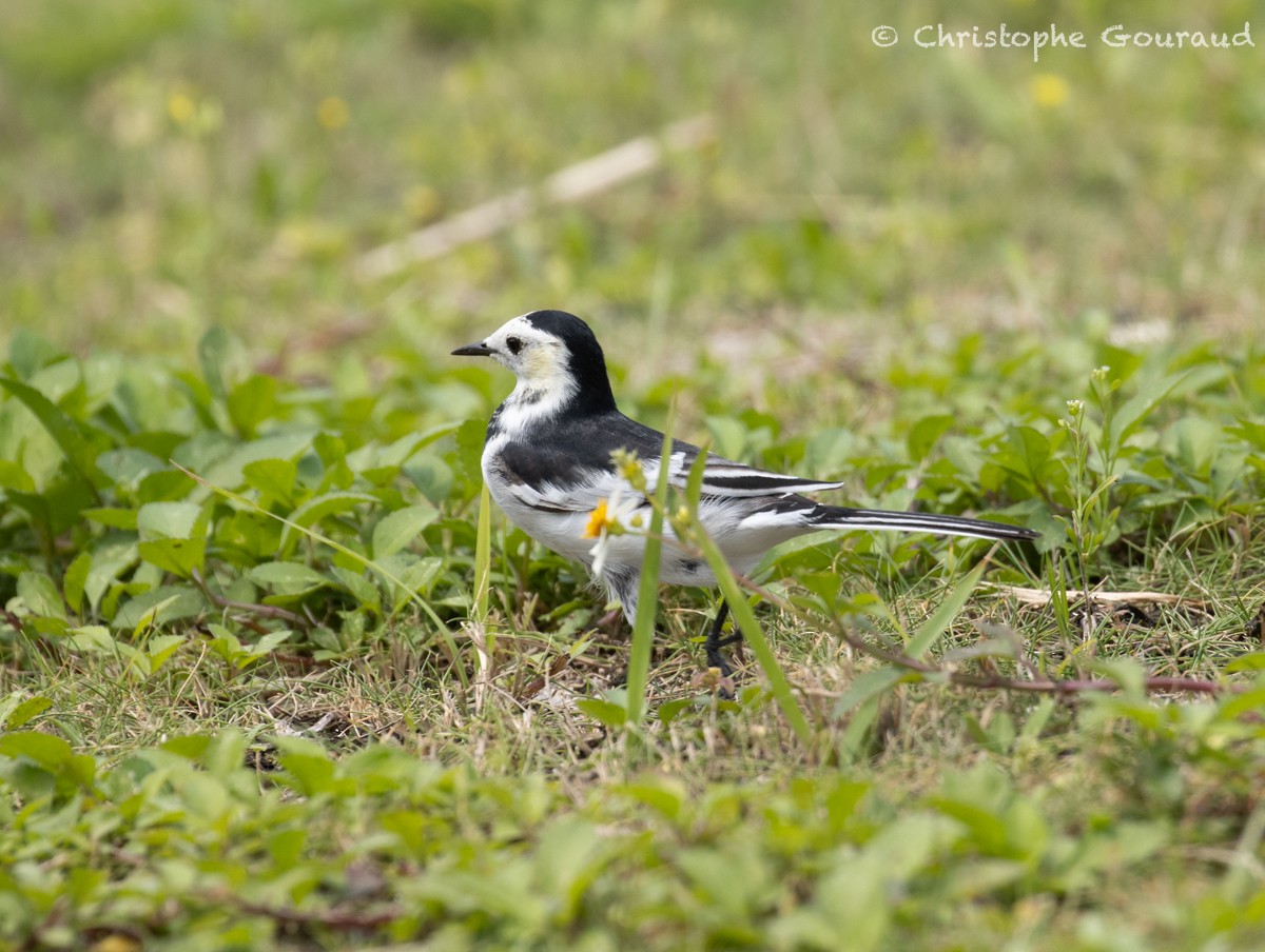 White Wagtail (Chinese) - ML618259639