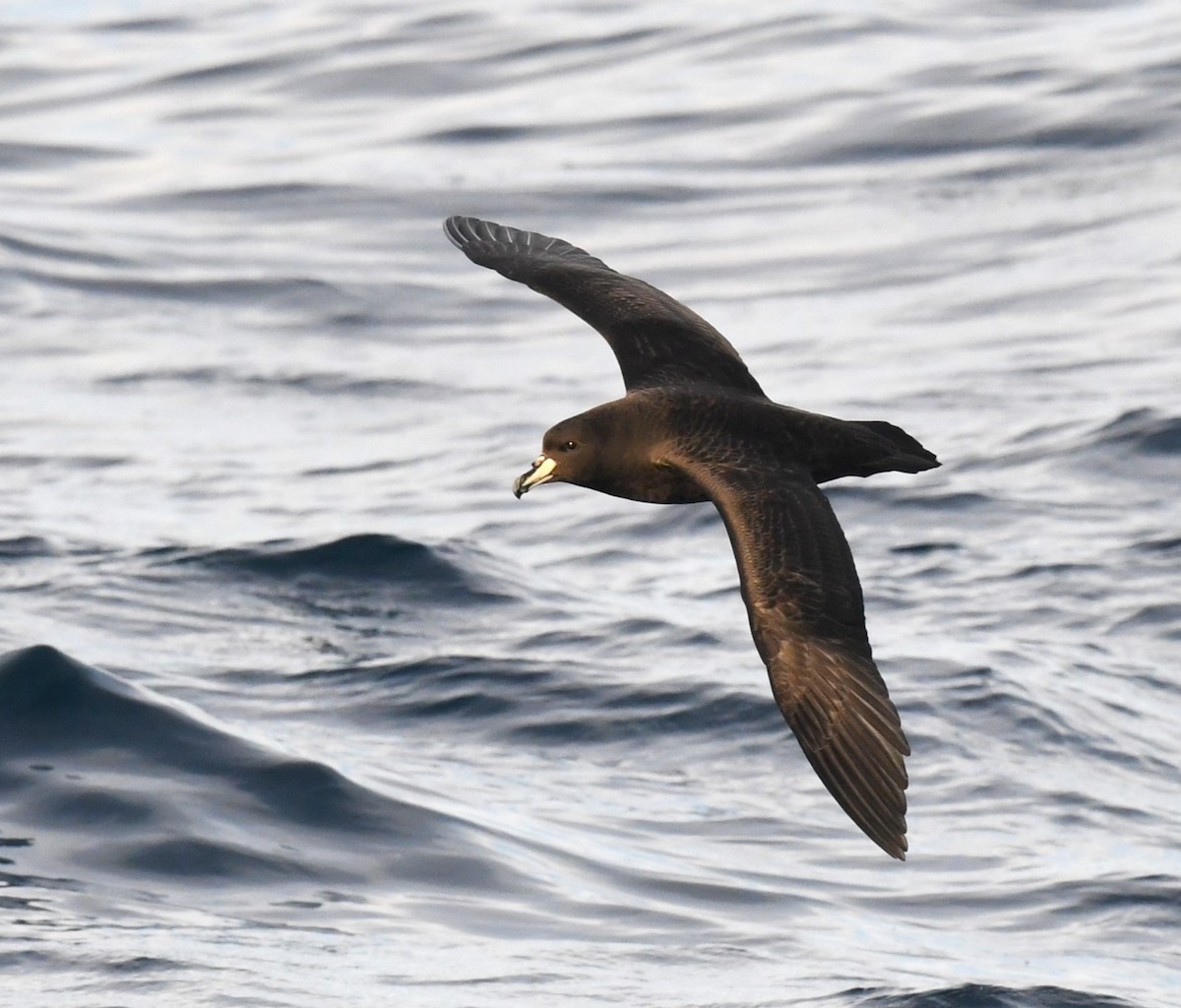 Westland Petrel - Robert Anderson