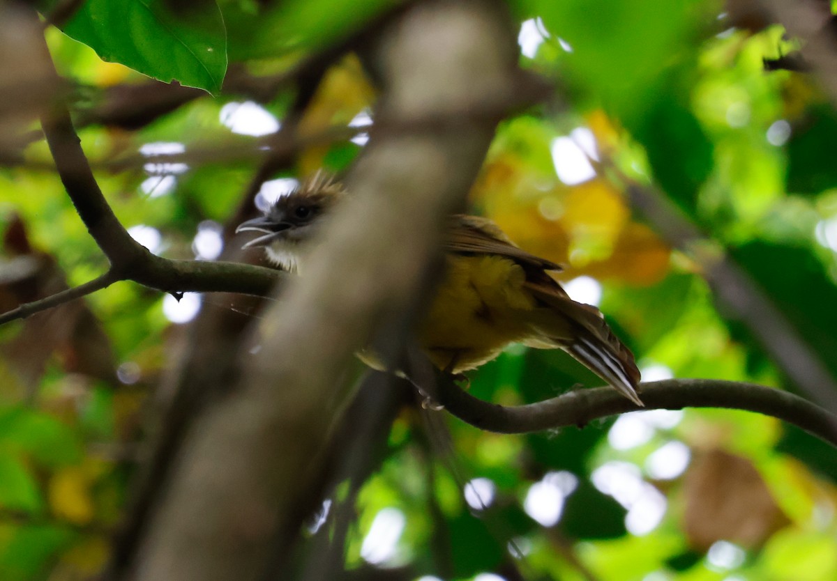 White-throated Bulbul - Peter Crosson