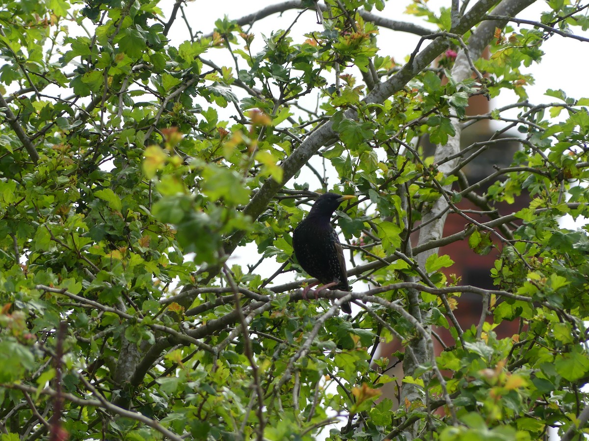 European Starling - Usha Menon