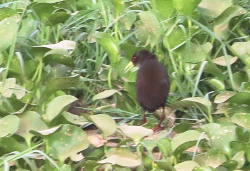 Black Crake - Marc Languy