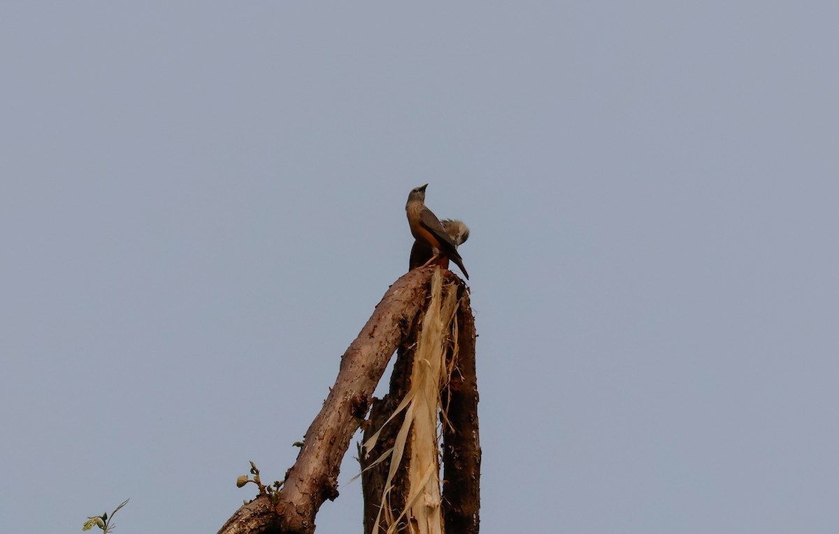 Chestnut-tailed Starling - Peter Crosson