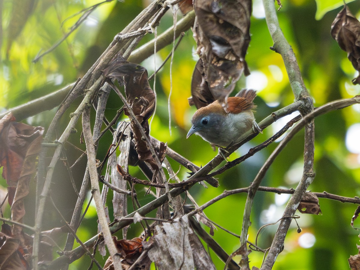 Chestnut-winged Babbler - ML618259688