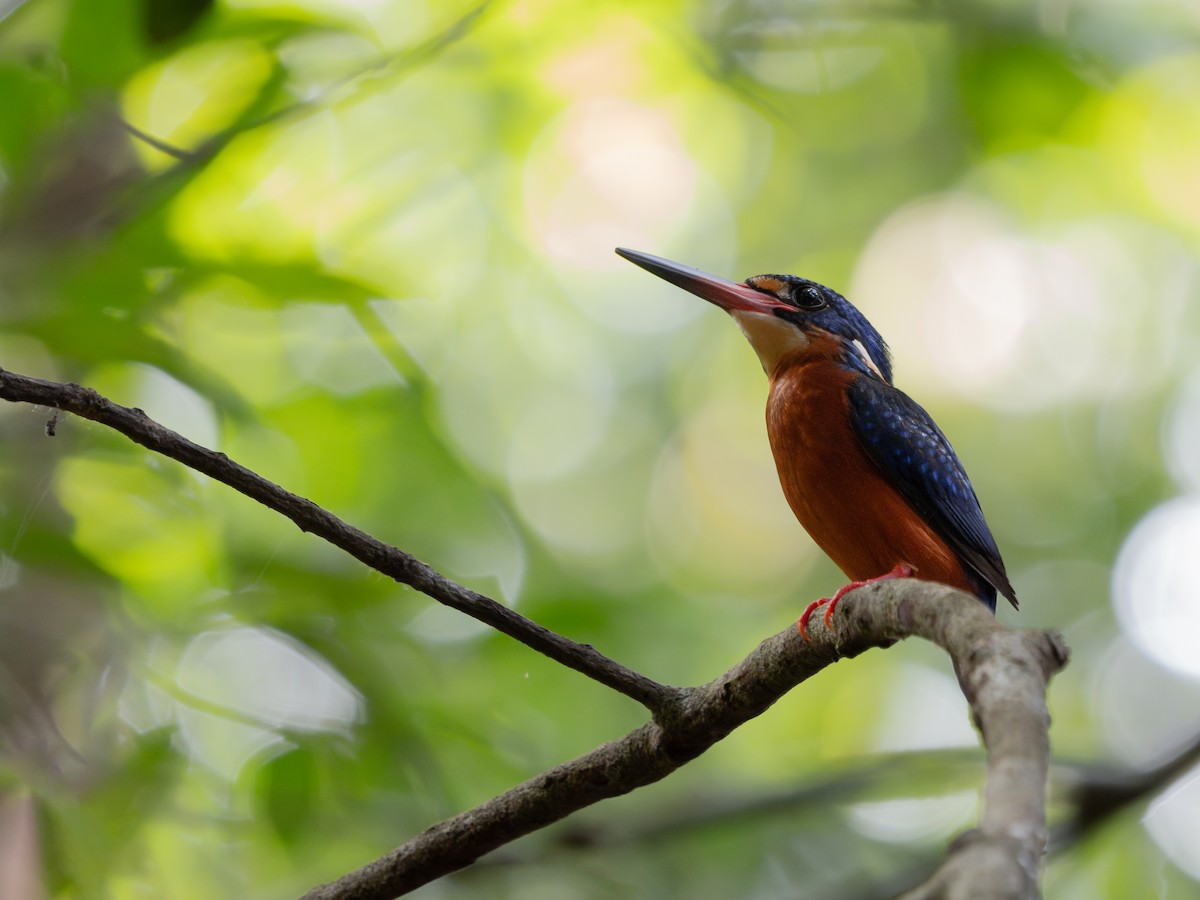 Blue-eared Kingfisher - ML618259694