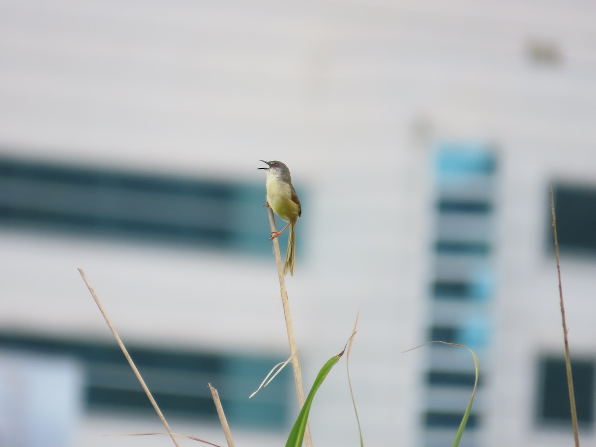 Yellow-bellied Prinia - 韋勳 陳