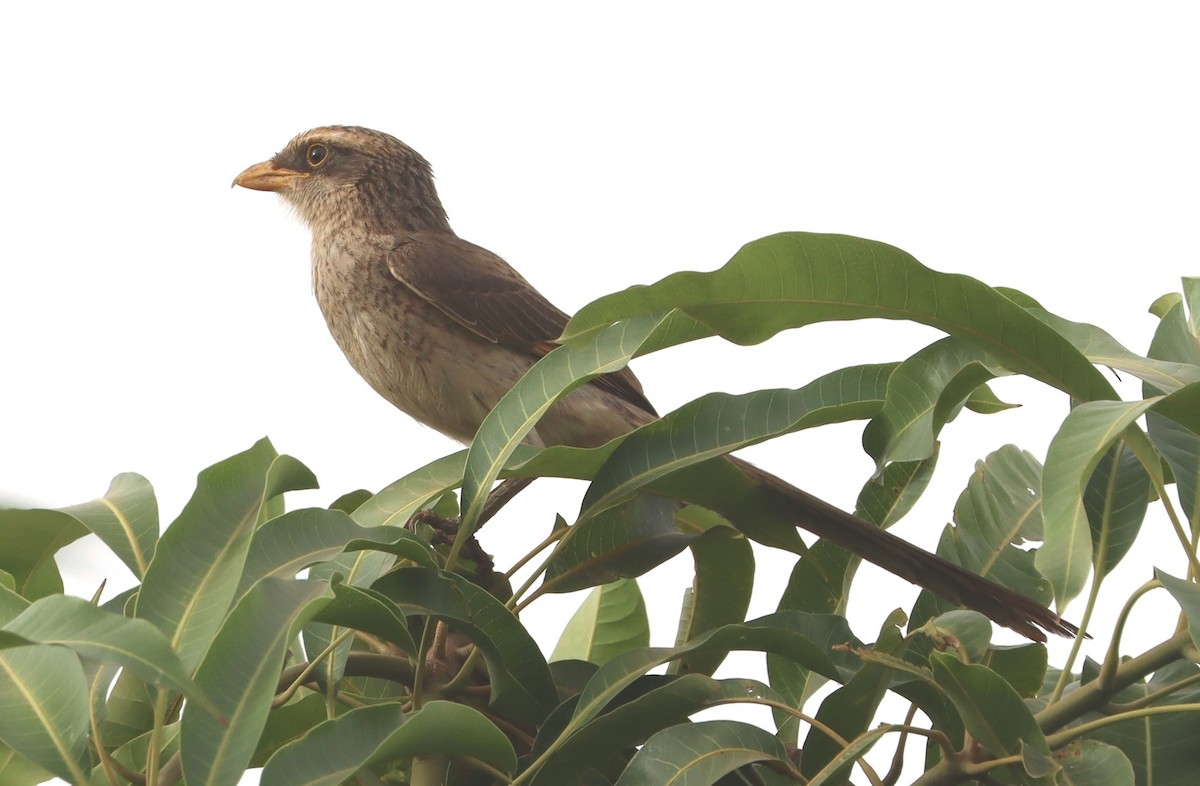 Yellow-billed Shrike - ML618259729