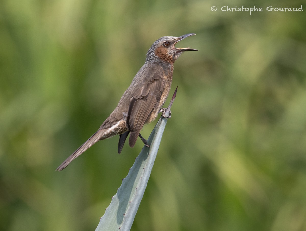 Brown-eared Bulbul - ML618259738