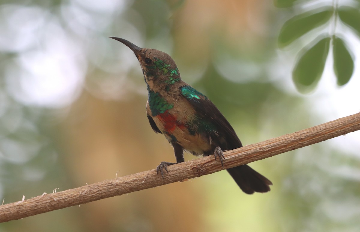 Beautiful Sunbird - Marc Languy