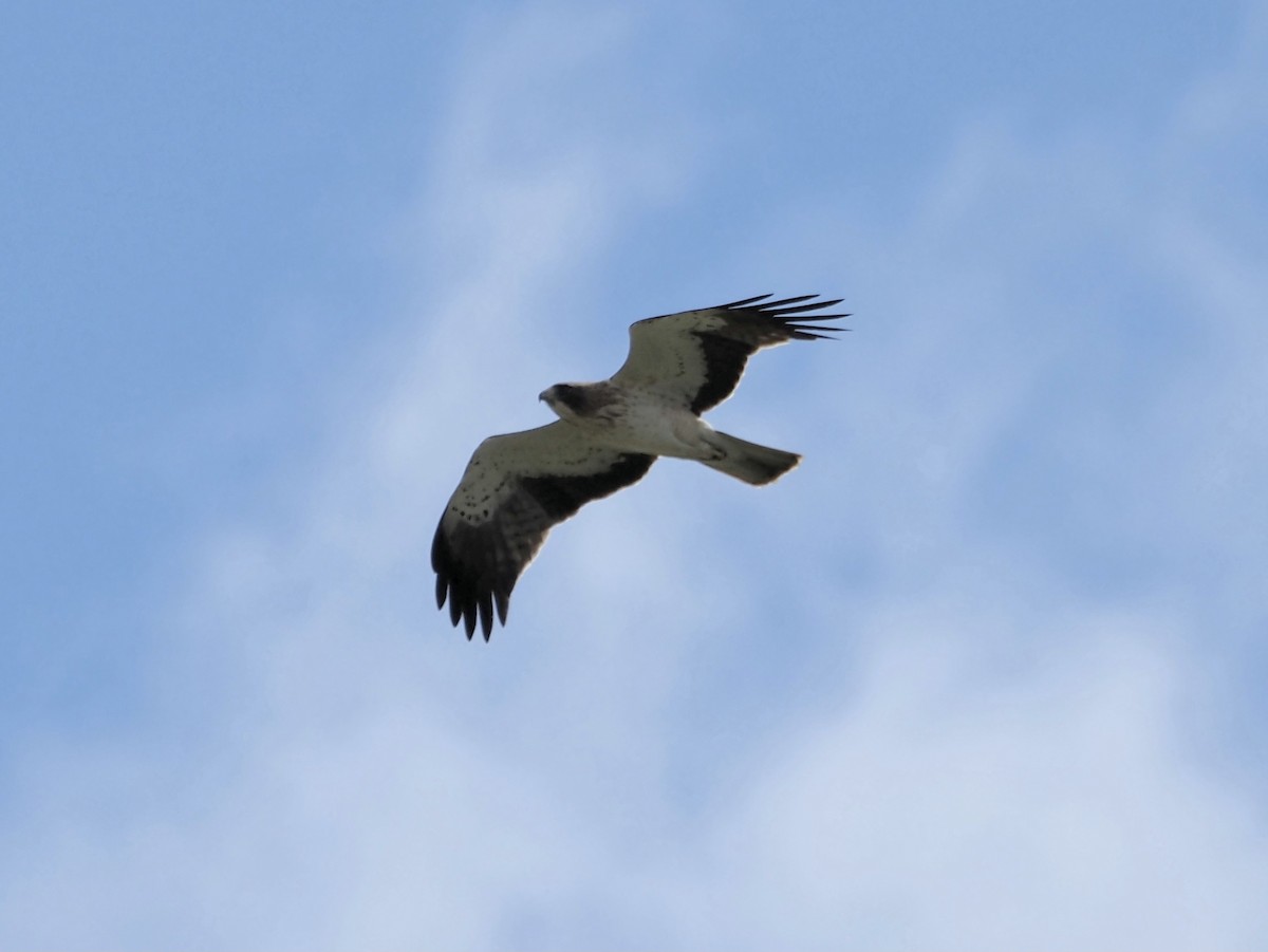 Booted Eagle - ML618259770