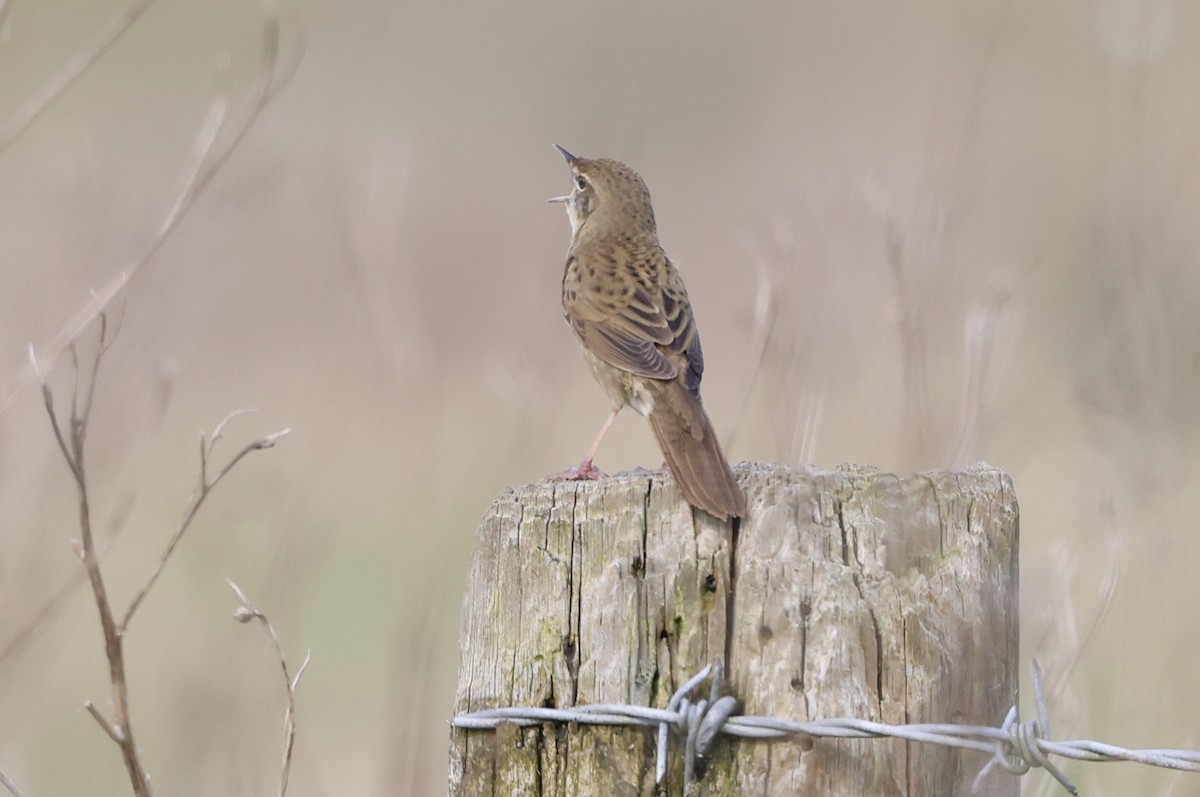 Common Grasshopper Warbler - Mark Jarrett