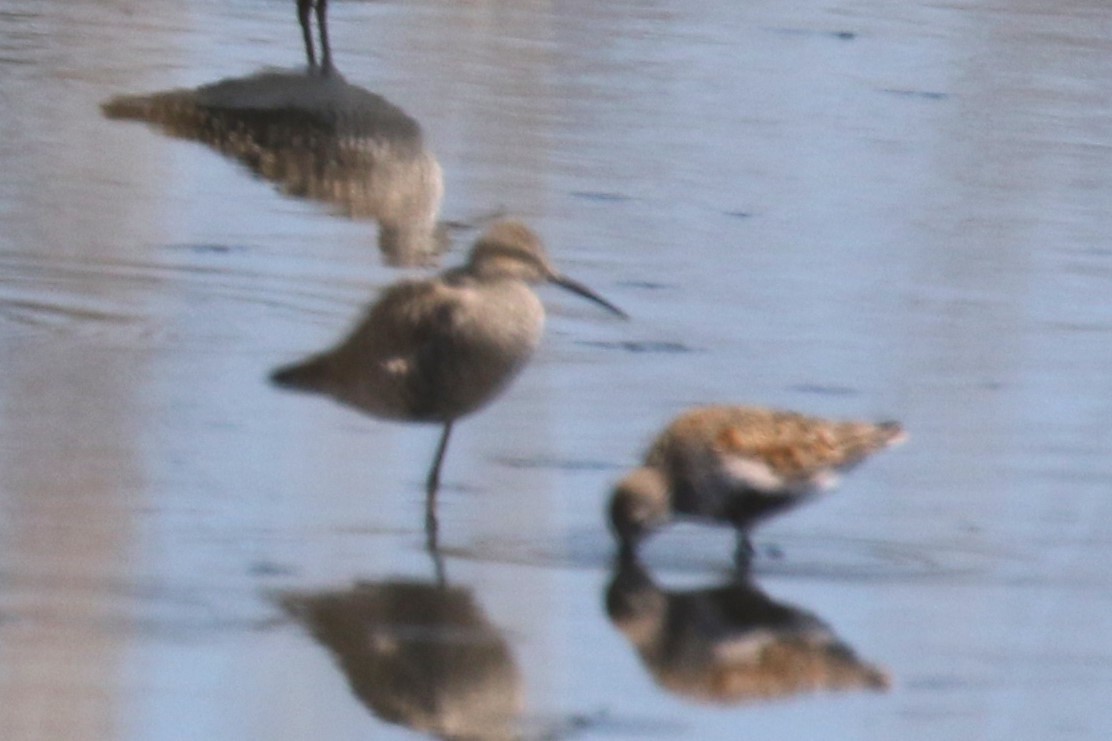 Stilt Sandpiper - Walter Marcisz