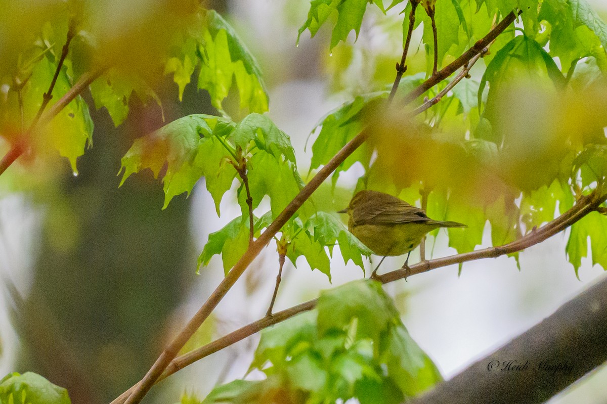 Palm Warbler - Heidi Murphy