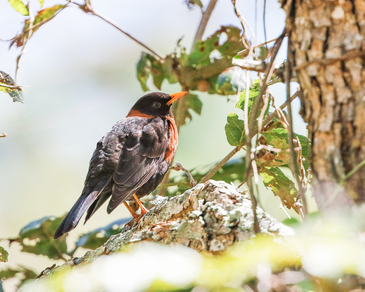 Rufous-collared Robin - Per Smith